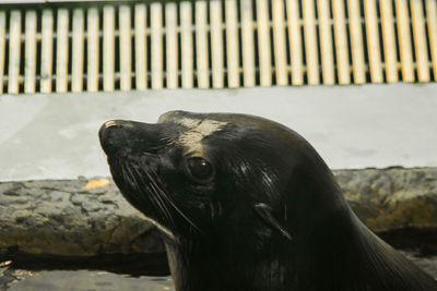 Close-up of sea lion