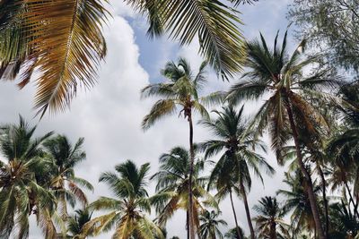 Low angle view of palm trees against sky