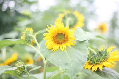 Close-up of yellow flowering plant