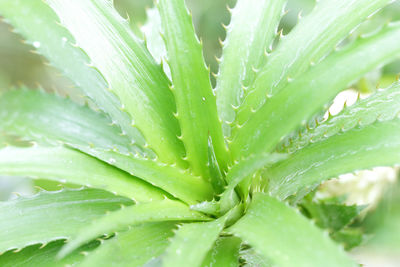 Close-up of dew drops on plant