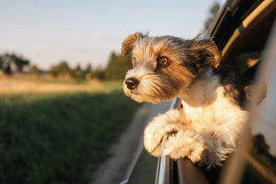 Head of happy lap dog looking out of car window. curious terrier enjoying road trip on sunny day.