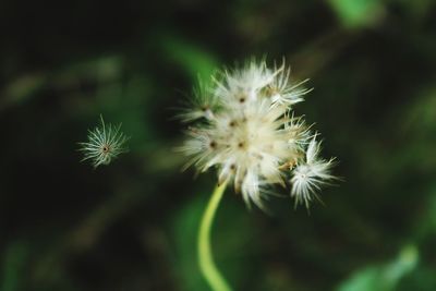 Close-up of dandelion growing outdoors