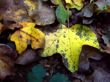 Close-up of yellow maple leaves