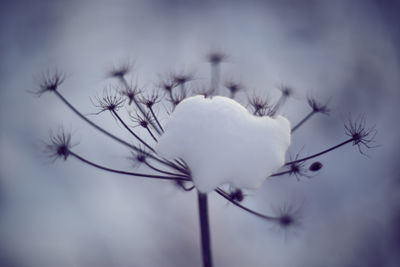 Close-up of white flowering plant