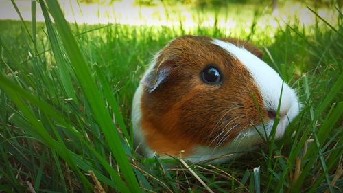 Close-up portrait of guinea pig on grassy field