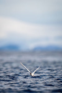 Antarctic tern touches down on sunlit sea