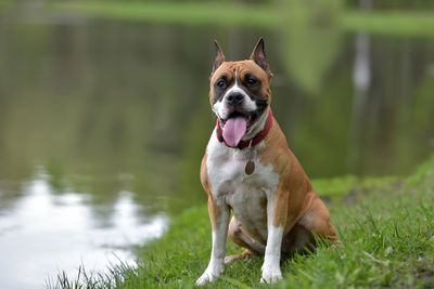 Portrait of dog sticking out tongue on grass