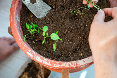 Close-up of hand holding potted plant