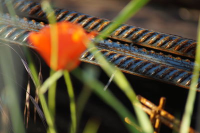 Close-up of orange flowering plant