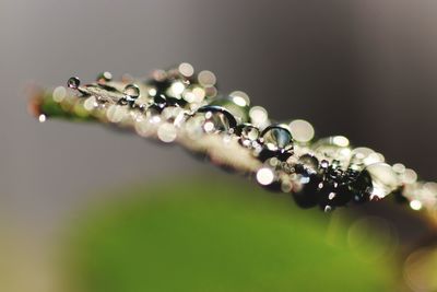 Close-up of water drops on plant