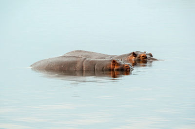 Close-up of a swimming in lake