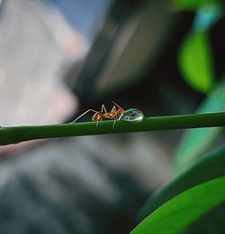 Close-up of insect on leaf