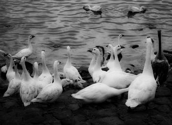 Swans at lakeshore