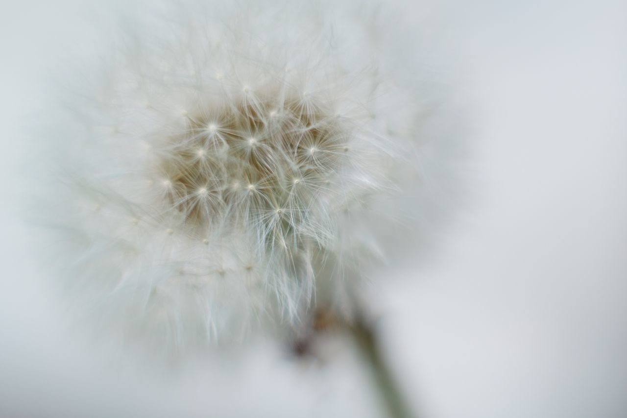 CLOSE-UP OF WHITE DANDELION FLOWER