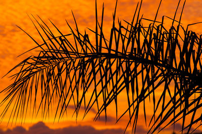 Close-up of silhouette plants against orange sky