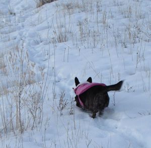 Dog standing on snow covered field