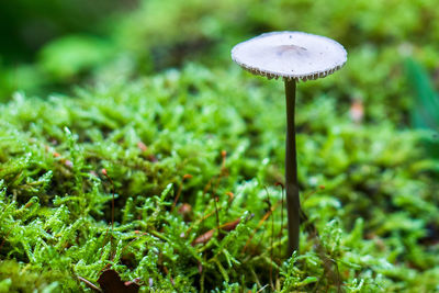Close-up of mushroom growing on field