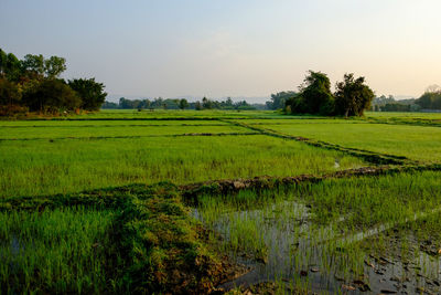 Scenic view of agricultural field against sky