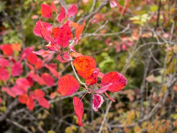 Close-up of red flowers on branch