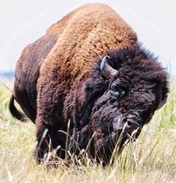 bison