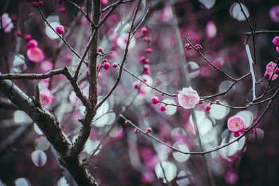 Close-up of pink plum blossoms in spring