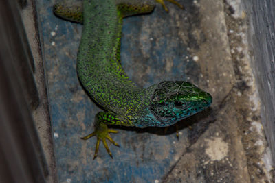 High angle view of a lizard on wood