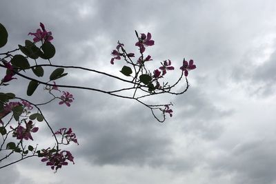 Low angle view of flowering plant against cloudy sky