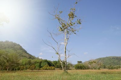 Tree on field against sky