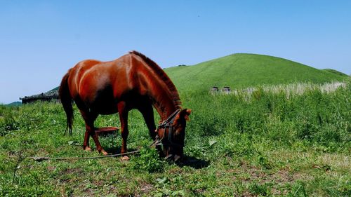 Horse on field against clear sky