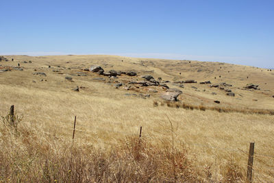 Scenic view of field against clear blue sky