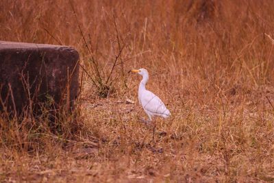 Side view of a bird