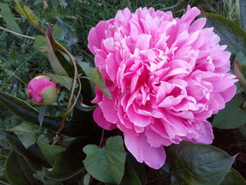 Close-up of pink rose flower