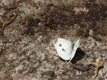 High angle view of butterfly on rock