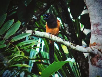 Close-up of bird perching on tree