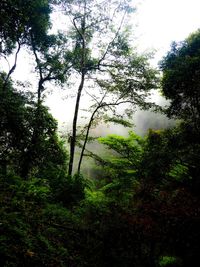 Low angle view of trees in forest against sky