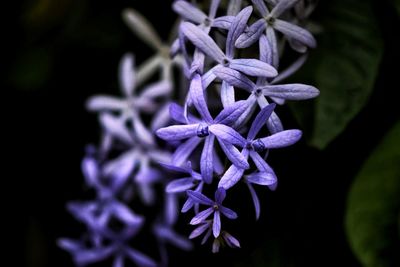 Close-up of purple flowering plant