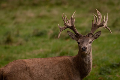 Portrait of deer