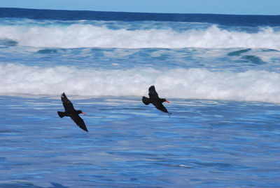 View of seagulls flying over sea against sky