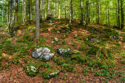 Trees growing in forest