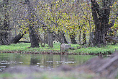 Scenic view of lake in forest