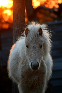 Close-up portrait of white miniature horse during sunset