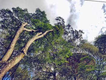 Low angle view of trees against sky