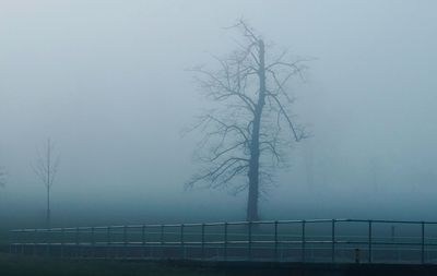 Trees against sky