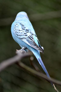 Close-up of bird perching outdoors