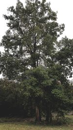 Trees growing on field against sky