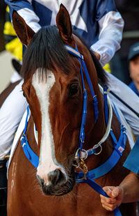 Close-up of horse standing outdoors