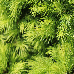 Close-up of pine tree