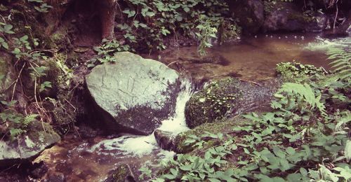 Rocks in forest