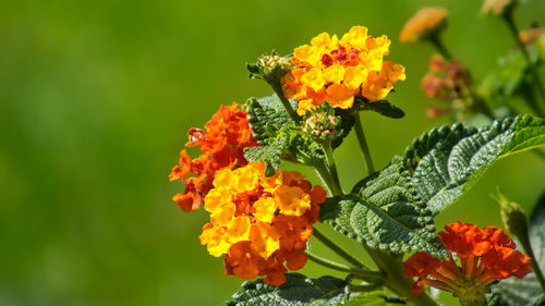 Close-up of butterfly pollinating on flower