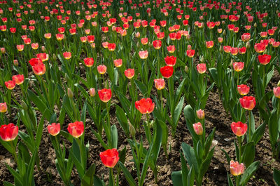 Close-up of red poppy flowers on field